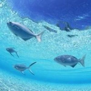 Meet your Posher, Jay